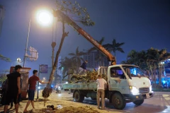 Đình chỉ công tác hàng loạt cán bộ liên quan vụ chặt cây xanh ở Hà Nội