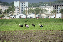 Ảnh tư liệu: Một nông trang ở Triều Tiên, năm 2011. (Nguồn: AFP)