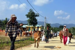 “Ngân hàng bò” chung sức giúp đồng bào thoát nghèo bền vững