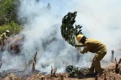 Cháy rừng dữ dội ở Nghệ An, lực lượng cứu hộ trắng đêm dập lửa