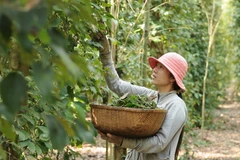 Thu hoạch tiêu đầu mùa tại Xã Bảo Quang, huyện Long Khánh (Đồng Nai). (Ảnh: An Hiếu/TTXVN)