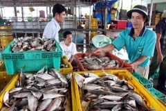 Kiên Giang đầu tư hạ tầng nhằm phát triển bền vững nghề cá