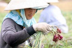Không có chuyện hành tím Vĩnh Châu dùng chất bảo quản làm mù mắt