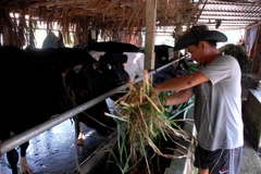 Gia đình anh Phan Thanh Dũng (Củ Chi ) thuộc diện hộ nghèo trước đây nhưng nay đã ổn định, thuộc diện thoát nghèo bền vững. (Ảnh: Mạnh Linh/TTXVN)