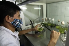 Ảnh minh họa. (Ảnh: Vũ Sinh/TTXVN)