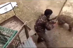 Kinh hãi cảnh báo hoang dã tấn công dân làng khiến 3 người bị thương