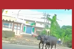 Chú chó ở Ấn Độ tái hiện màn quảng cáo huyền thoại của hãng xe Volvo