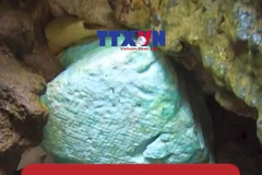 [Factcheck] Bác bỏ thông tin có nhiều ổ rắn trên đảo Phú Quý