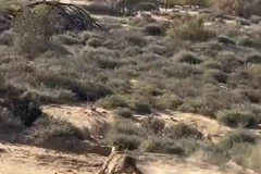 Ấn tượng với cảnh báo đốm săn mồi, đạt tốc độ 100km/h