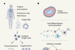Các nhà khoa học hy vọng sẽ hoàn thành bản nháp đầu tiên của bản đồ tế bào trong vòng 1-2 năm tới. (Nguồn: Nature)