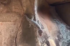 Tắc kè tấn công rắn để bảo vệ đồng loại