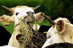 Ảnh minh họa. (Nguồn: GILESJ JOHN GILES)