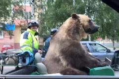 [Video] Ngỡ ngàng cảnh chở con gấu lớn trên đường phố đông đúc