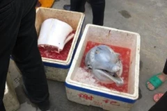 Cá heo bị xẻ thịt. (Nguồn: Shanghaiist)