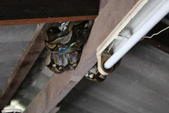 Con trăn trốn trên trần nhà. (Nguồn: ViralPress)