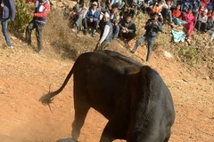 Rùng mình cảnh người đàn ông bị con bò hung dữ húc trong lễ hội