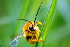 Ảnh minh họa. (Nguồn: Getty)