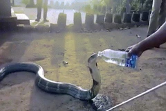Kinh ngạc cảnh rắn hổ mang bò vào làng để xin người dân nước