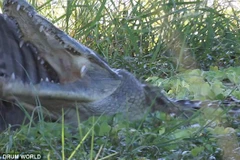 Ngựa vằn thoát chết thần kỳ khỏi hàm răng sắc nhọn của cá sấu