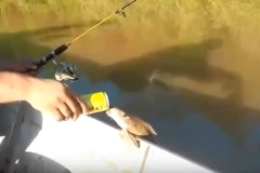 [Video] Kinh ngạc cảnh tượng cá “leo” lên thuyền để uống bia