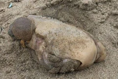 Loài sinh vật biển có hình thù đáng sợ. (Nguồn: Imgur)