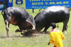 Hai trâu số 20 và trâu số 32 thực hiện pha hổ vồ lao vào nhau ở trận bán kết 1. (Ảnh: Lâm Khánh/TTXVN)