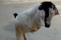 Nghị lực ấn tượng của chú dê bị đột biến, chỉ có hai chân sau