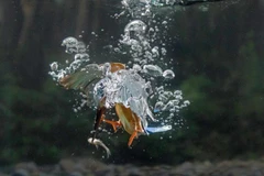 Con chim bói cá lao đầu xuống nước và ngậm chắt miếng mồi. (Nguồn: Caters News Agency)