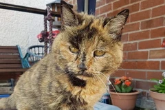 Chú mèo Sasha. (Nguồn: BNPS)