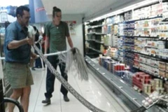 Con trăn bị lôi ra từ khu vực để đồ lạnh. (Nguồn: Daily Mail)