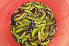 [Video] Sâu lạ hoành hành, gây ảnh hưởng tới cuộc sống người dân