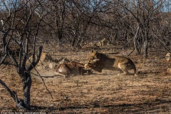 Sau hai tiếng vật lộn, sư tử đã khuất phục được chú hươu cao cổ con. (Nguồn: Karl-Heinz Fechter)