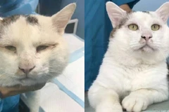 Feifei trước và sau khi thực hiện ca phẫu thuật cắt mí mắt. (Nguồn: Shanghaiist)