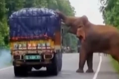 [Video] Ngỡ ngàng cảnh con voi chặn xe tải giữa đường để lấy thức ăn