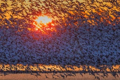 Hàng nghìn con ngỗng bay lên khỏi hồ nước trong buổi hoàng hôn và tạo ra cảnh tượng tuyệt đẹp. (Nguồn: David Hua)