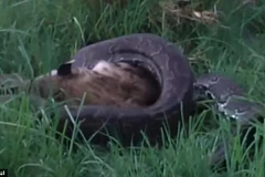 [Video] Rùng mình cảnh trăn khổng lồ nuốt chửng chú linh cẩu lớn