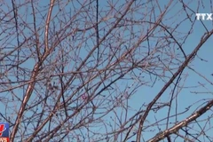 [Video] Hủy bỏ ngày hội hoa mai anh đào tại thành phố Đà Lạt