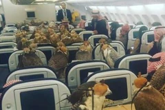 Những con chim ưng trong máy bay. (Nguồn: Reddit)