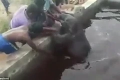 Dân làng chung sức giải cứu chú voi con bị ngã xuống bể nước