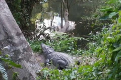 Con cá sấu đã cắn bà Benetulier. (Nguồn: Daily Mail)