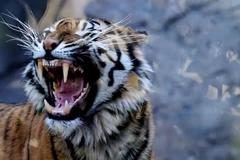 Ảnh minh họa. (Nguồn: AFP)