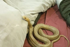 Con rắn bò trên giường. (Nguồn: Facebook)