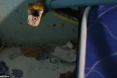 Con trăn ẩn nấp dưới gầm giường. (Nguồn: NewsFlare)