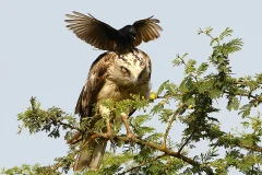 Con quạ đen lao thẳng về phía chú chim đại bàng và đậu lên đầu nó. (Nguồn: Caters News Agency)