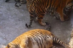 Những con hổ Siberia "gây sốt" vì thân mình mập mạp, béo tròn