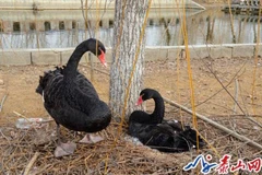 Đôi thiên nga đen lo lắng sau khi bị lấy cắp trứng. (Nguồn: shanghaiist.com)