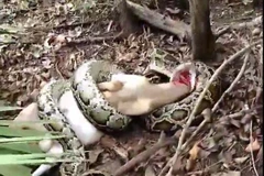 "Nổi điên" khi thấy dê bị nuốt chửng, ông già bắn hạ con trăn lớn