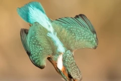 Bức ảnh để đời của Gary. (Nguồn: Mercury Press)