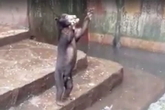 Rớt nước mắt cảnh gấu chó gầy trơ xương, giơ chân xin thức ăn