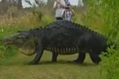 [Video] Sửng sốt với sự xuất hiện của con cá sấu khổng lồ